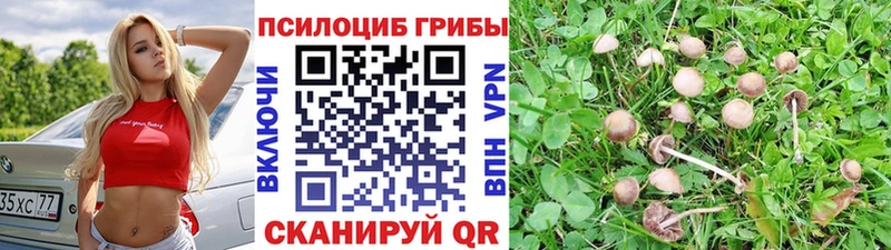 Галлюциногенные грибы Cubensis  где продают наркотики  Надым 